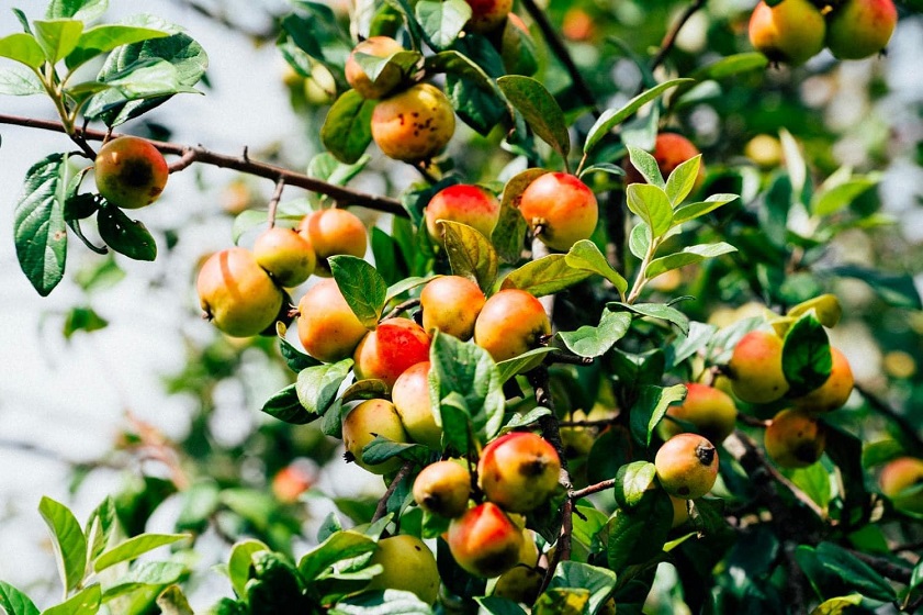 Weather in Sapa in October Experience picking Docynia indica fruits with locals