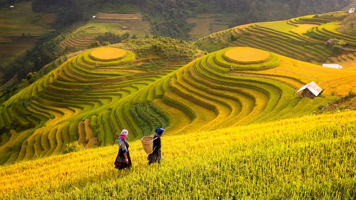 Experience the golden season in Sapa