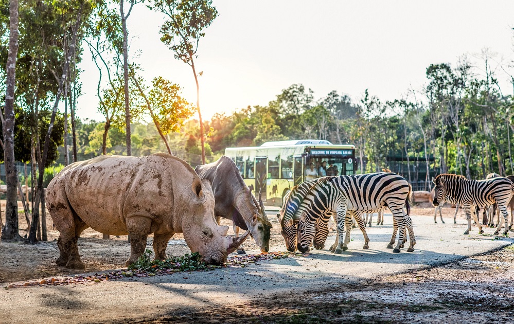 animals in Vietnamese Zebra