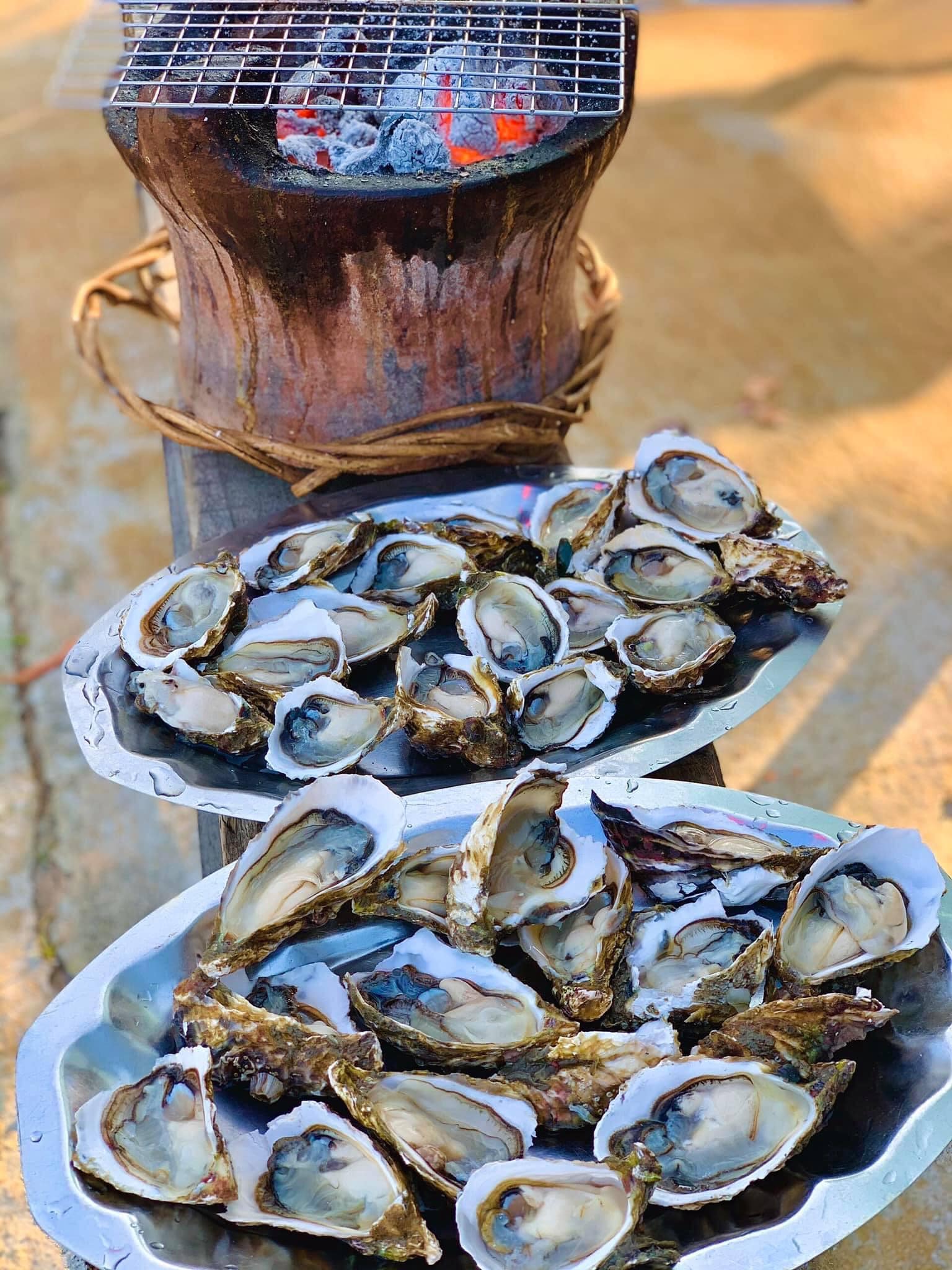 Bãi Gốc Tổ chức cắm trại, dã ngoại bên bờ biển là trải nghiệm tuyệt vời