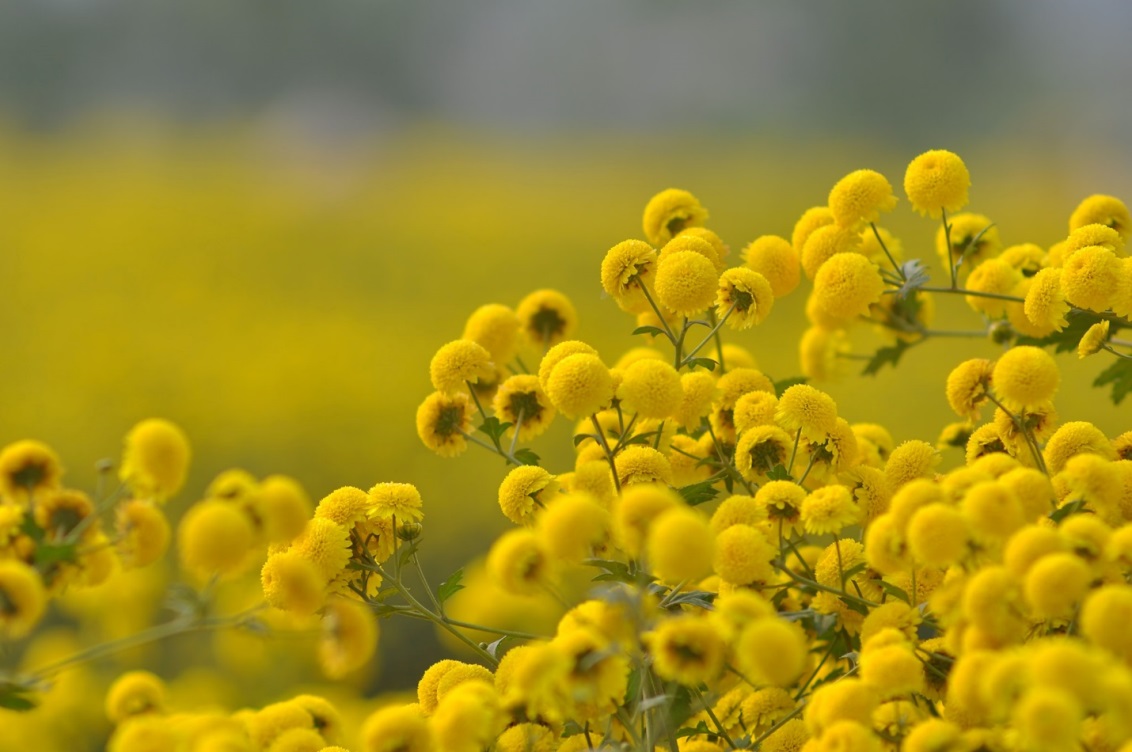 Cánh đồng hoa cúc chi Bông hoa cúc chi