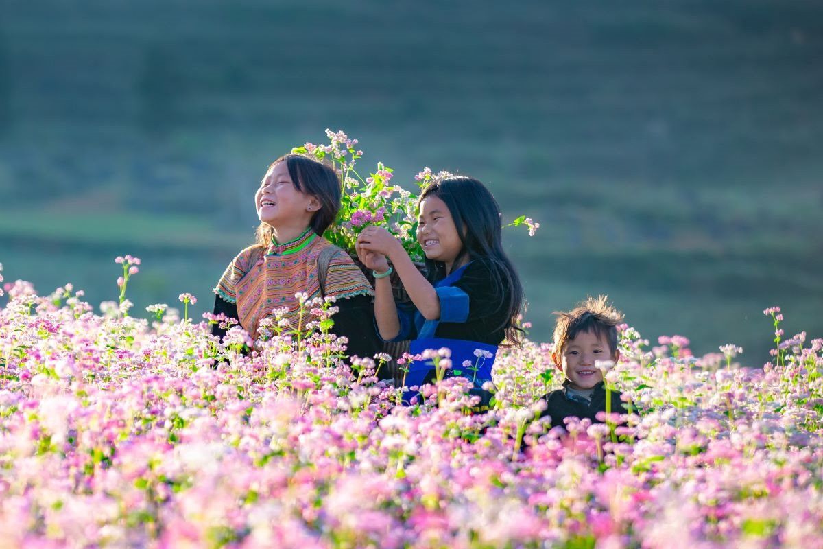 buckwheat flowers Ha Giang