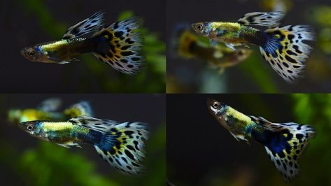 Cá bảy màu có mấy loại? Nguồn gốc, đặc điểm & bí quyết nuôi cho người mới