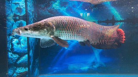 Tìm hiểu về cá hải tượng – TOP Loài cá nước ngọt lớn nhất hành tinh