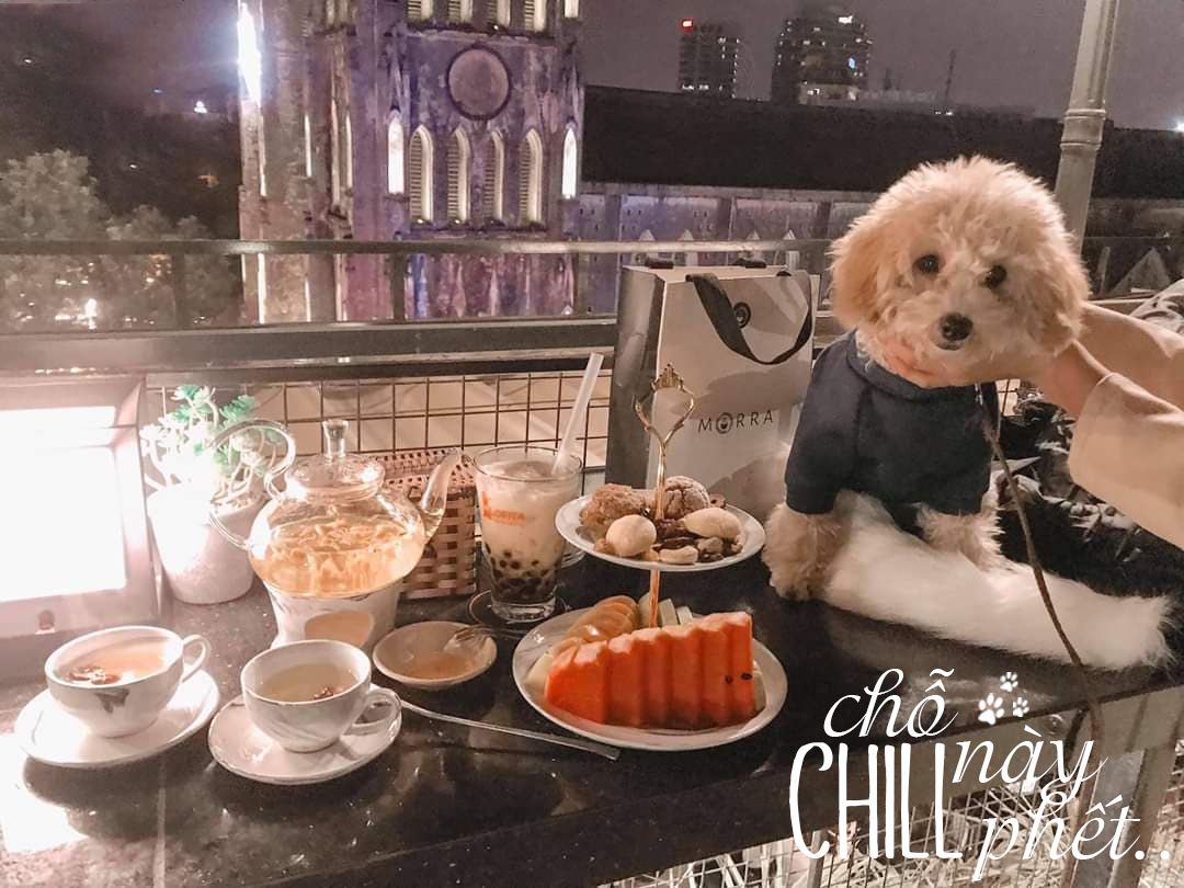 Cafe chó Hà Nội Các quán cafe chó tại Hà Nội ngày càng phổ biến