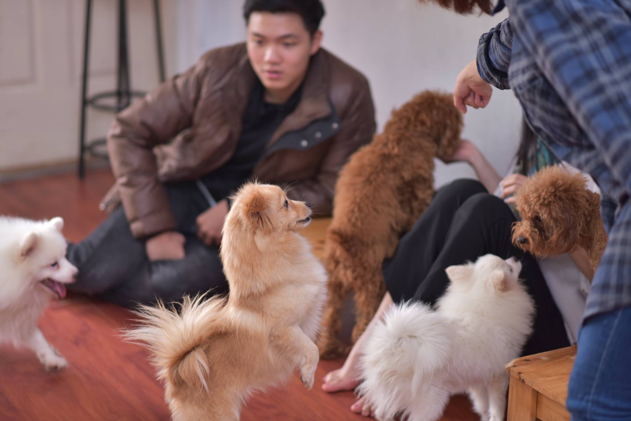 Cafe chó Hà Nội Quán cà phê chó ở Hà Nội K’s Coffee