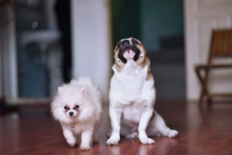 “Cưng xỉu” với 7 quán cafe chó Hà Nội siêu cute cho hội yêu cún