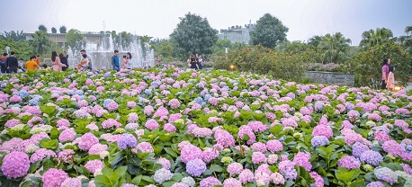 Review cánh đồng hoa cẩm tú cầu Đà Lạt: địa điểm check in vạn người mê