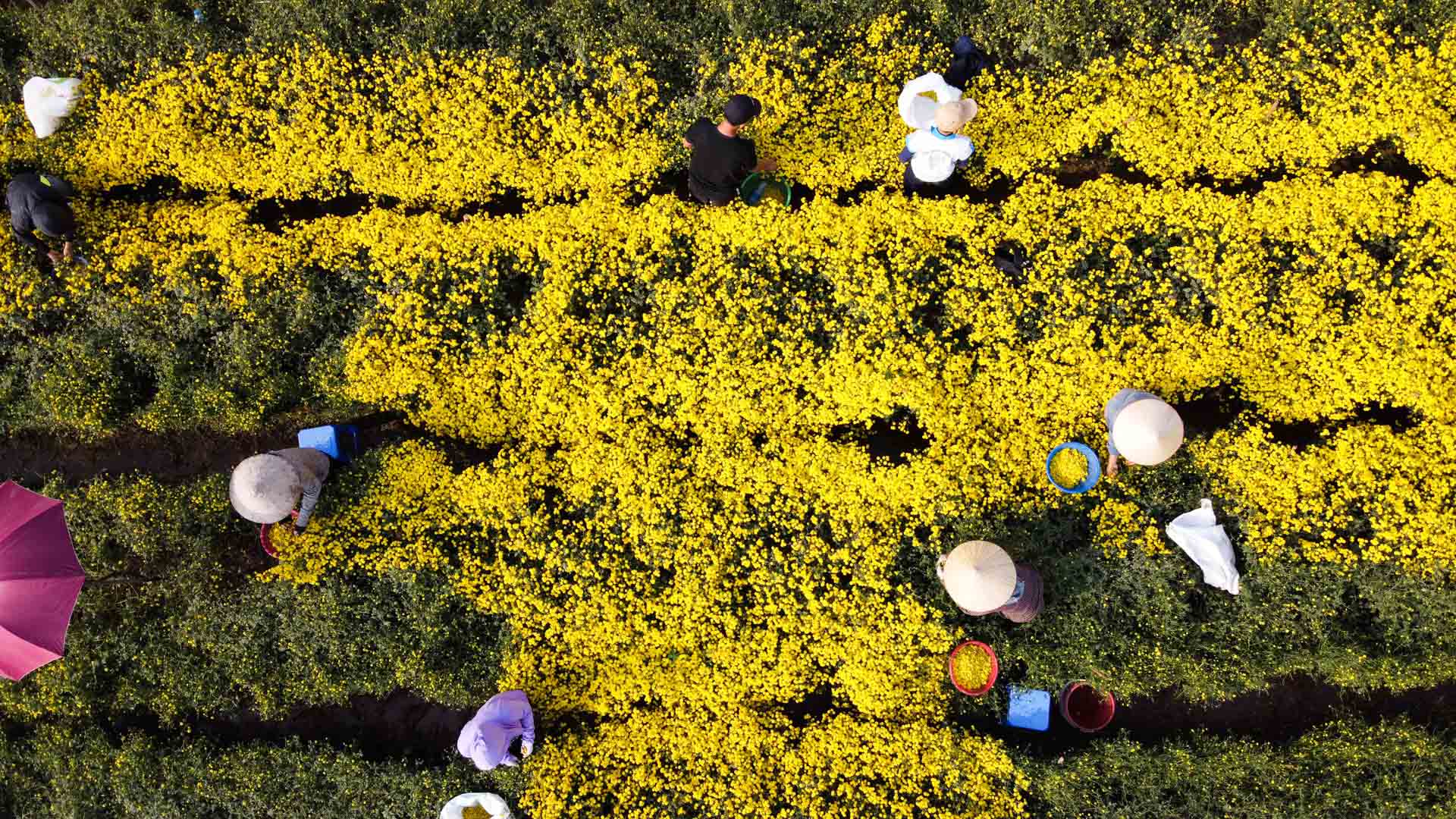 Cánh đồng hoa cúc chi