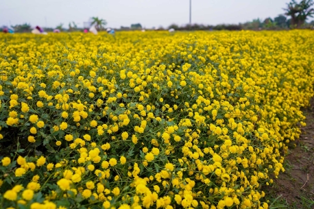 Cánh đồng hoa cúc chi Hưng Yên: điểm check-in đẹp rực rỡ