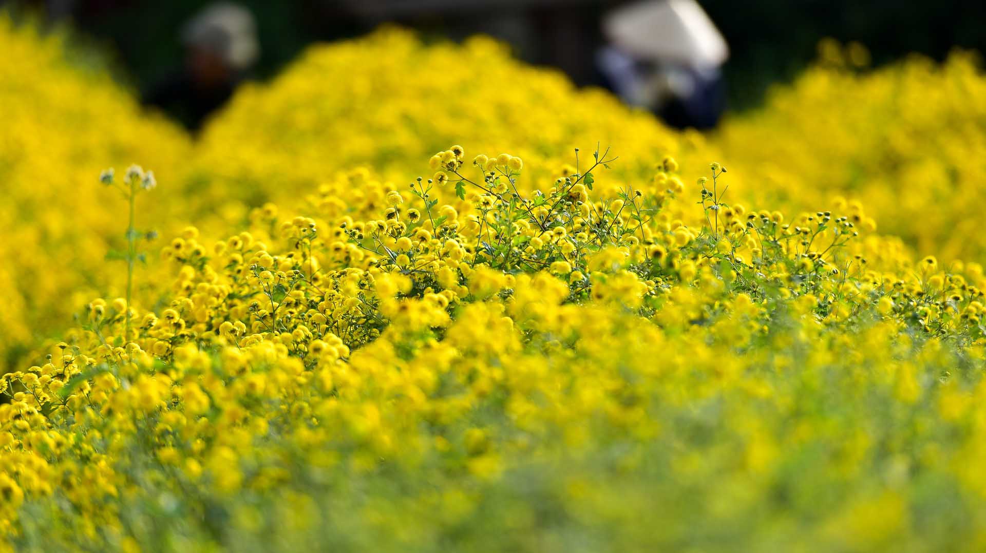 Cánh đồng hoa cúc chi Cánh đồng hoa cúc chi