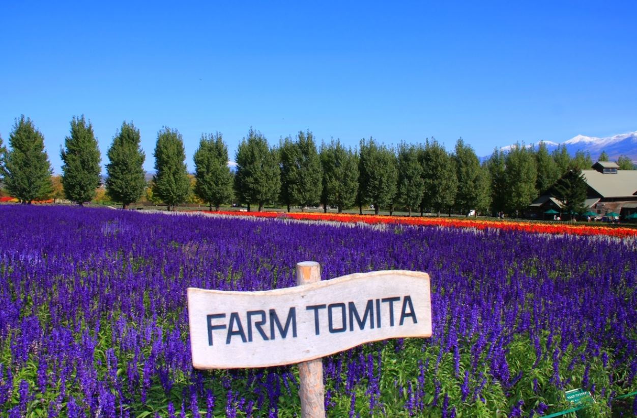 Cánh đồng hoa oải hương Tomita Nhật Bản