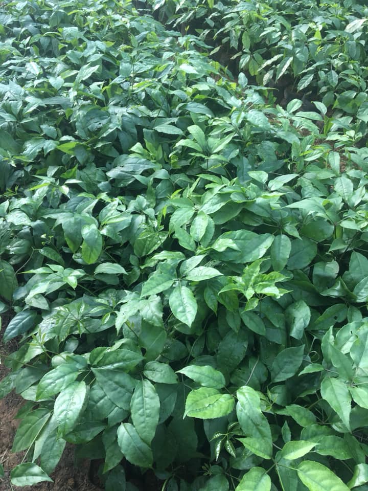 Đặc sản Thanh Hóa Canh lá đắng Thanh Hóa