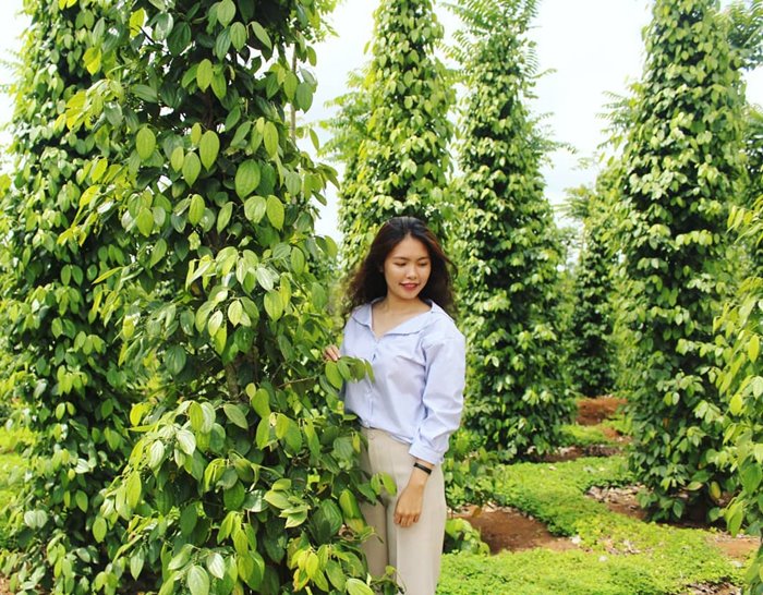 Vườn tiêu xanh mướt mắt - địa điểm sống ảo tuyệt đẹp
