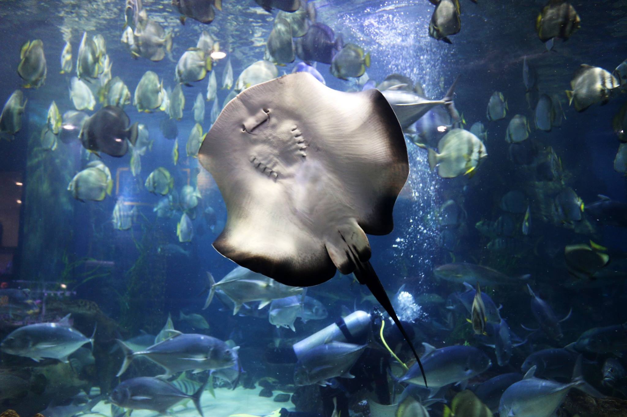 Chiêm ngưỡng các loài sinh vật biển độc đáo tại thủy cung Vinpearl Aquarium