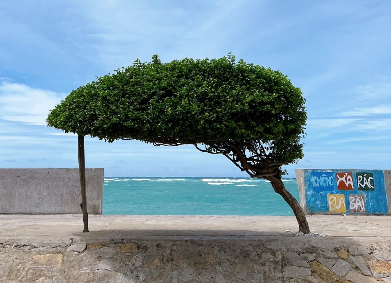 Cây cô đơn ở Phú Quý