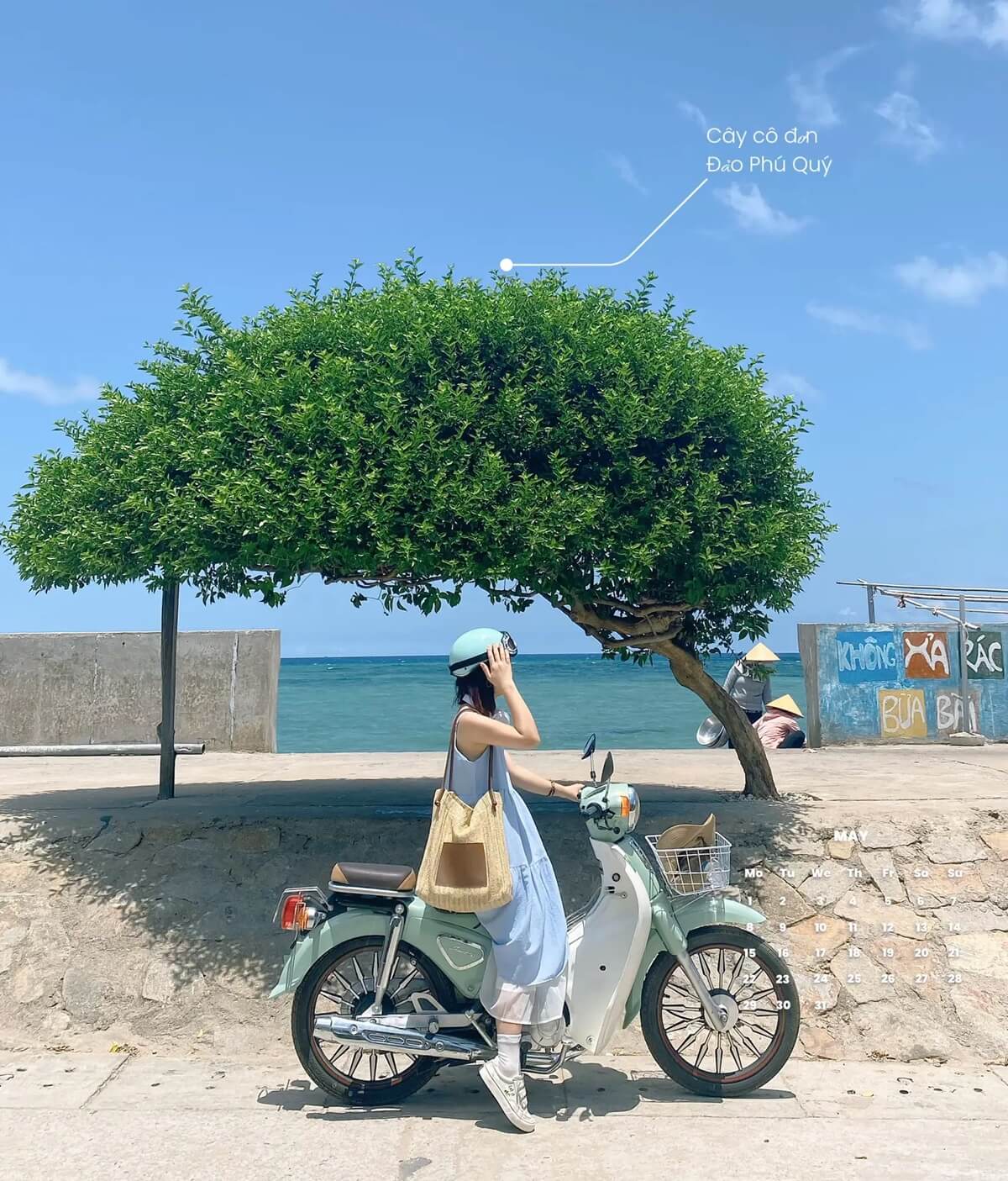 Cây được nhiều bạn trẻ đến chụp ảnh sống ảo