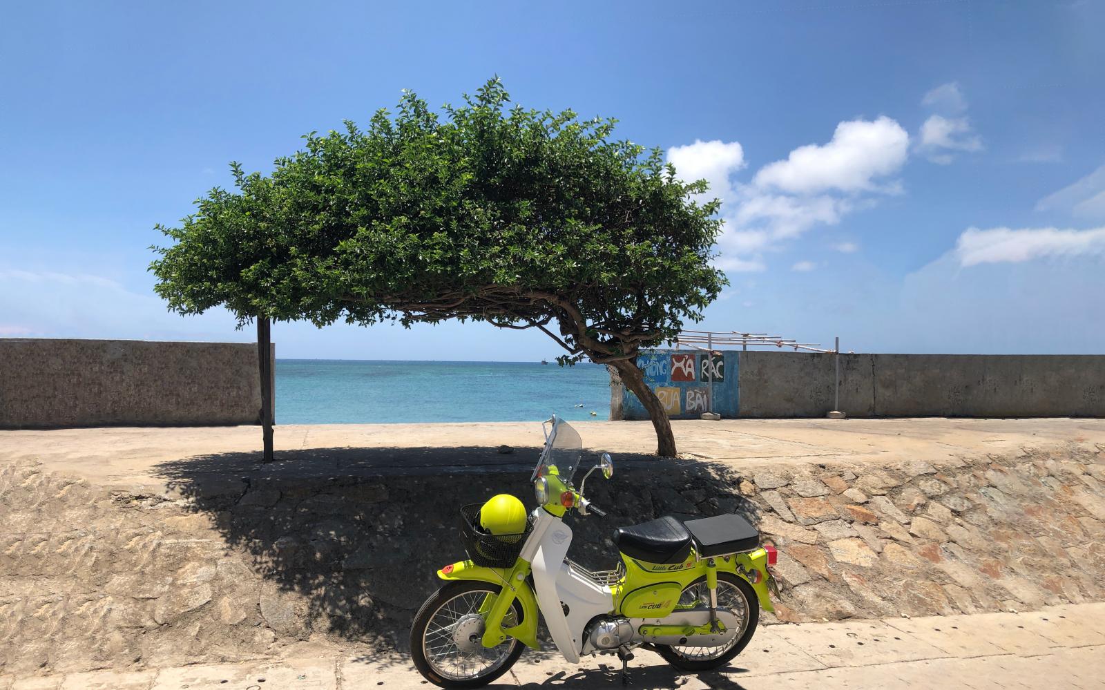 Cây đại diện cho sức sống mãnh liệt