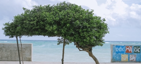 Cây cô đơn Phú Quý – điểm check in độc đáo thu hút giới trẻ