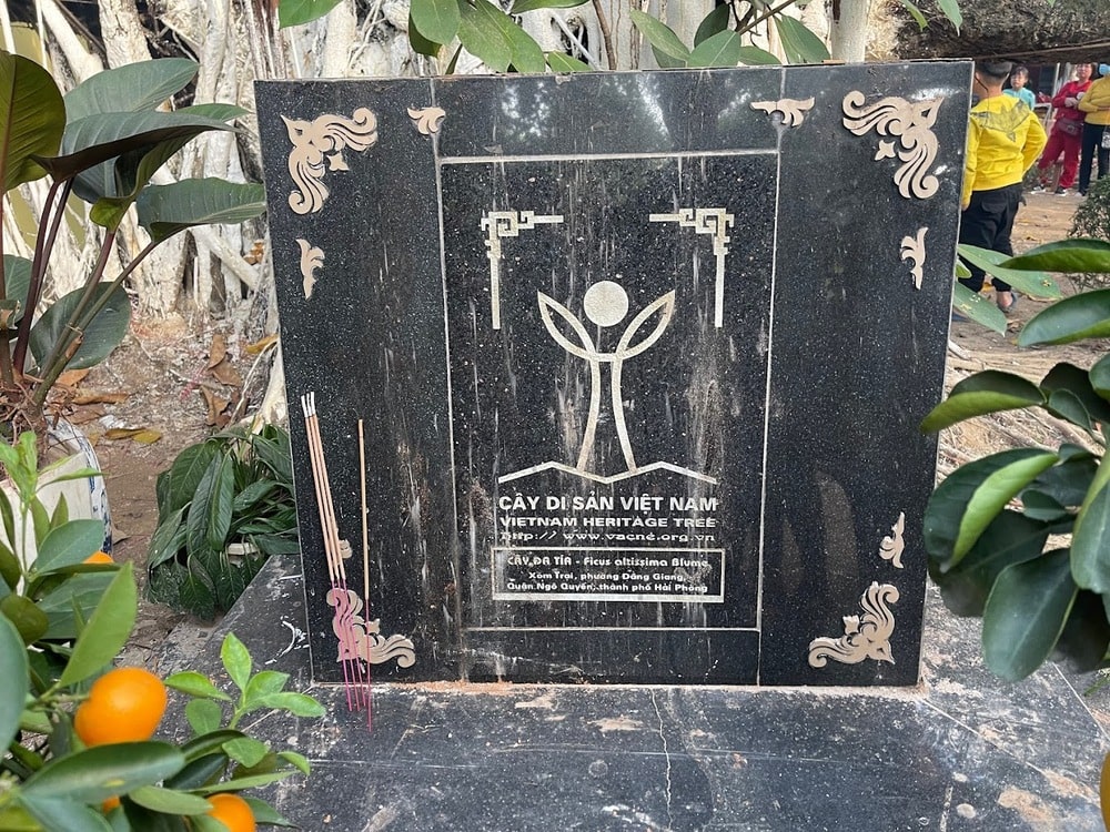 Cây đa có 13 gốc tại Hải Phòng