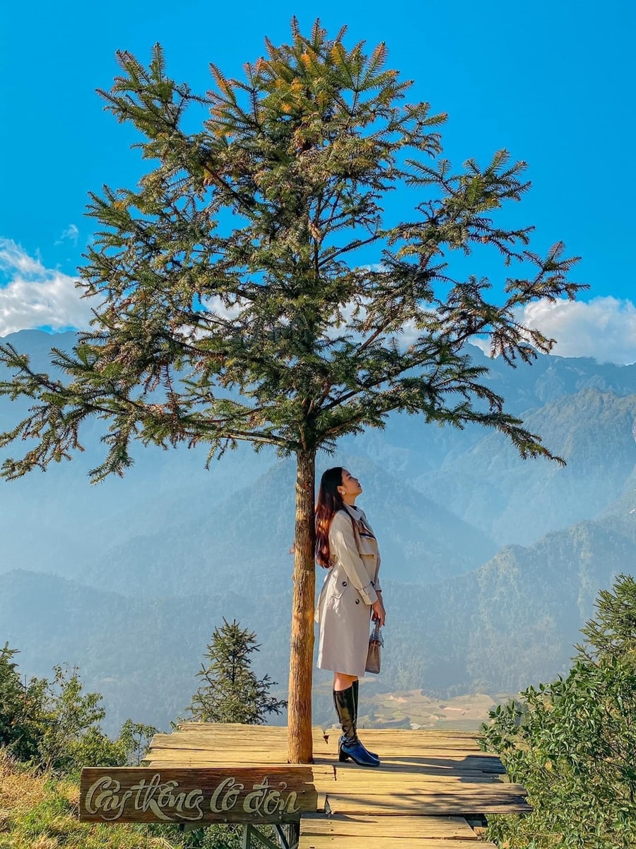 Cây thông cô đơn Swing Sapa