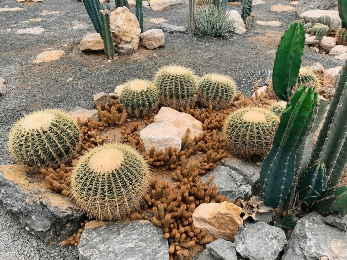 Cây xương rồng với đa dạng chủng loại, hình dạng độc đáo tạo nên sự thích thú cho người tham quan