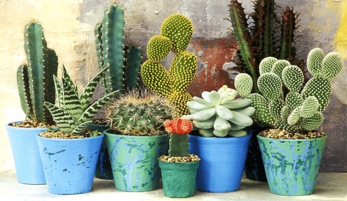 Những chậu cây xương rồng nhỏ xinh với đa dạng chủng loại được sử dụng để trang trí không gian sống vô cùng ấn tượng