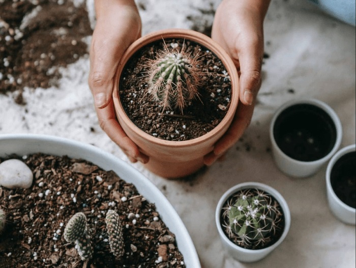 Cây xương rồng rất dễ trồng nhờ khả năng sinh trưởng tốt trong các điều kiện khắc nghiệt 