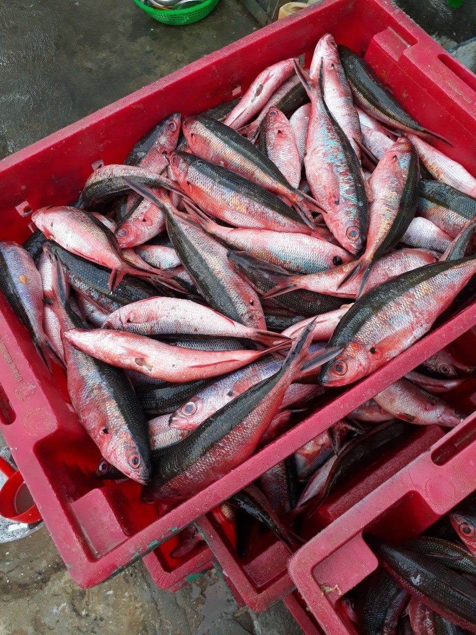 Chả cá Lý Sơn làm bằng cá gì? Chả cá Lý Sơn Quảng Ngãi thường được làm từ cá chàm tươi hay còn gọi là cá đỏ củ