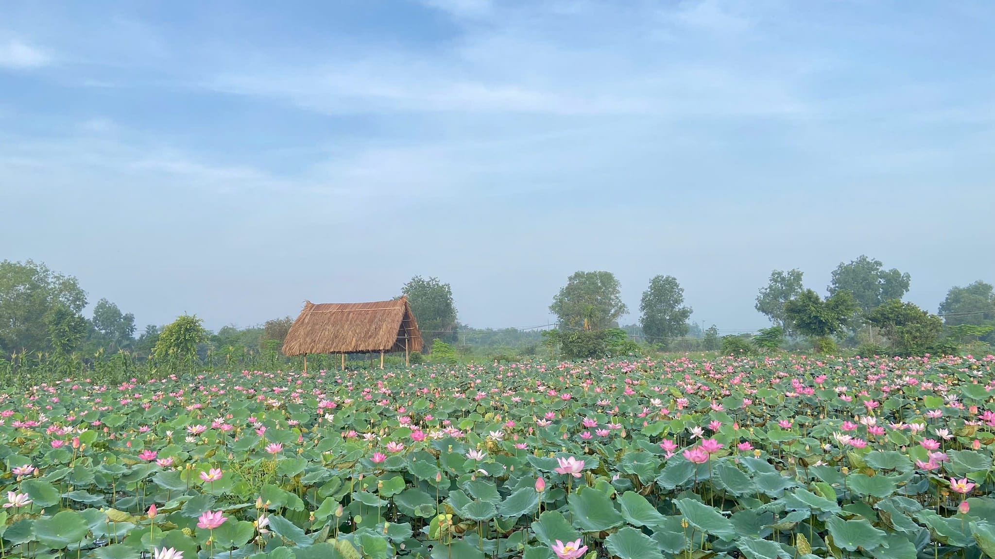 Check in đầm sen Tam Đa TPHCM