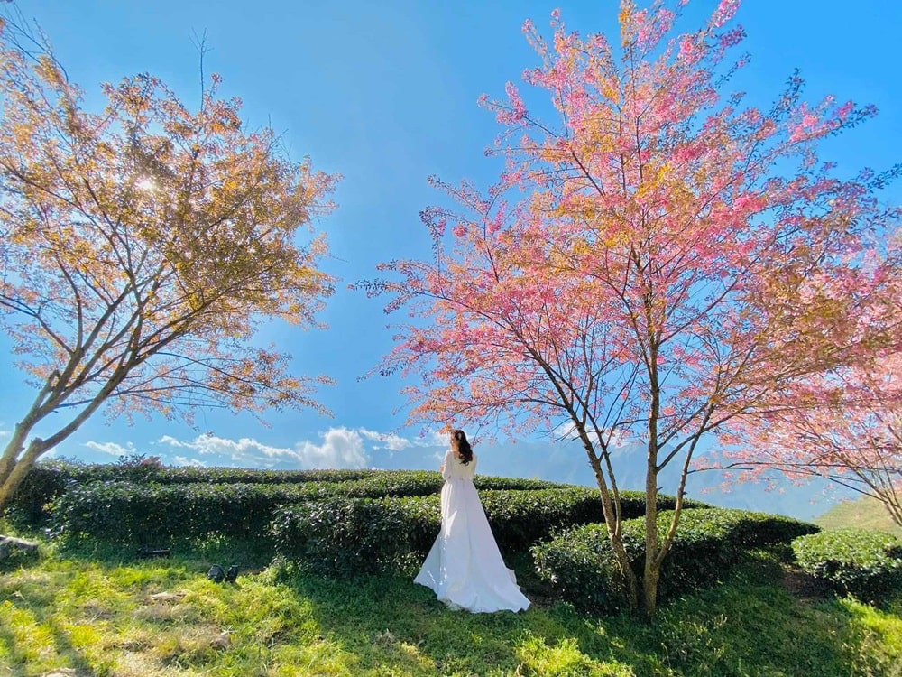 Check in đồi chè Ô Long