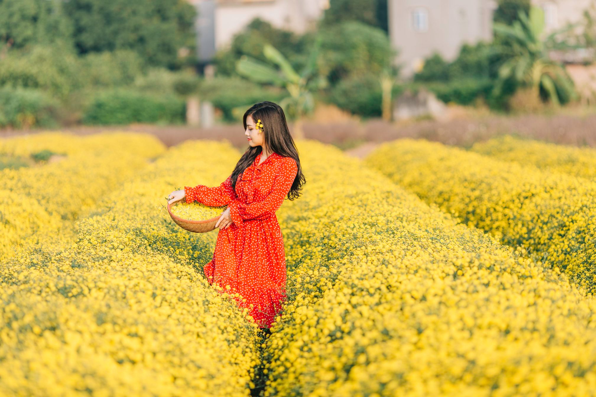 Cánh đồng hoa cúc chi Check in vườn hoa cúc chi