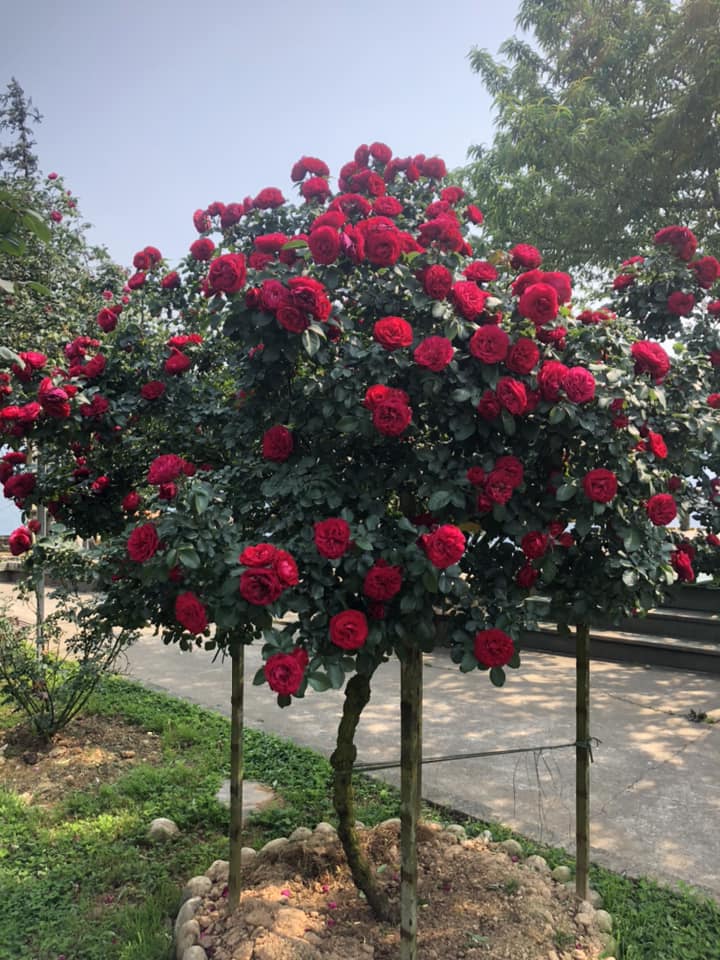 Check in vườn hồng Sa Pa