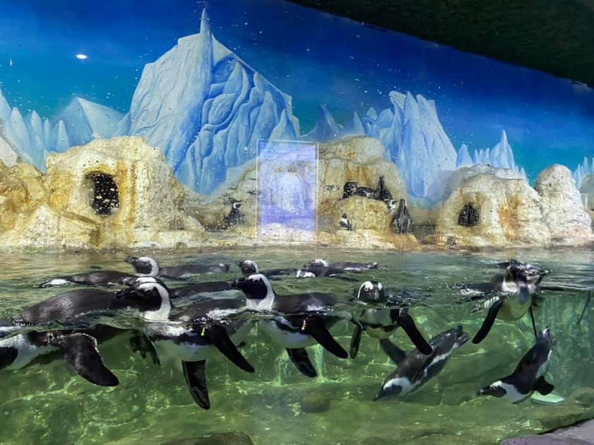 chim Tìm hiểu loài chim không biết bay tại Vinpearl Aquarium