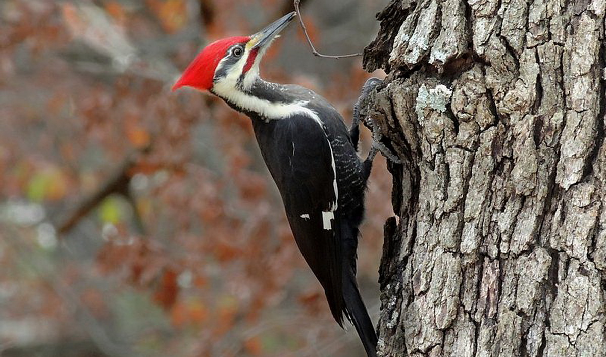chim Khả năng di chuyển đa dạng của các loài chim