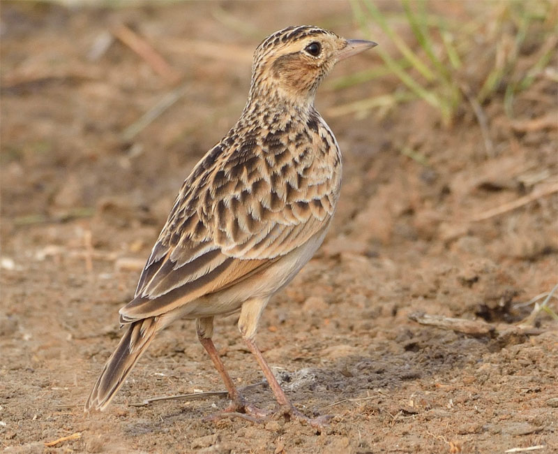 chim Chim Sơn Ca có bộ lông màu xám đen