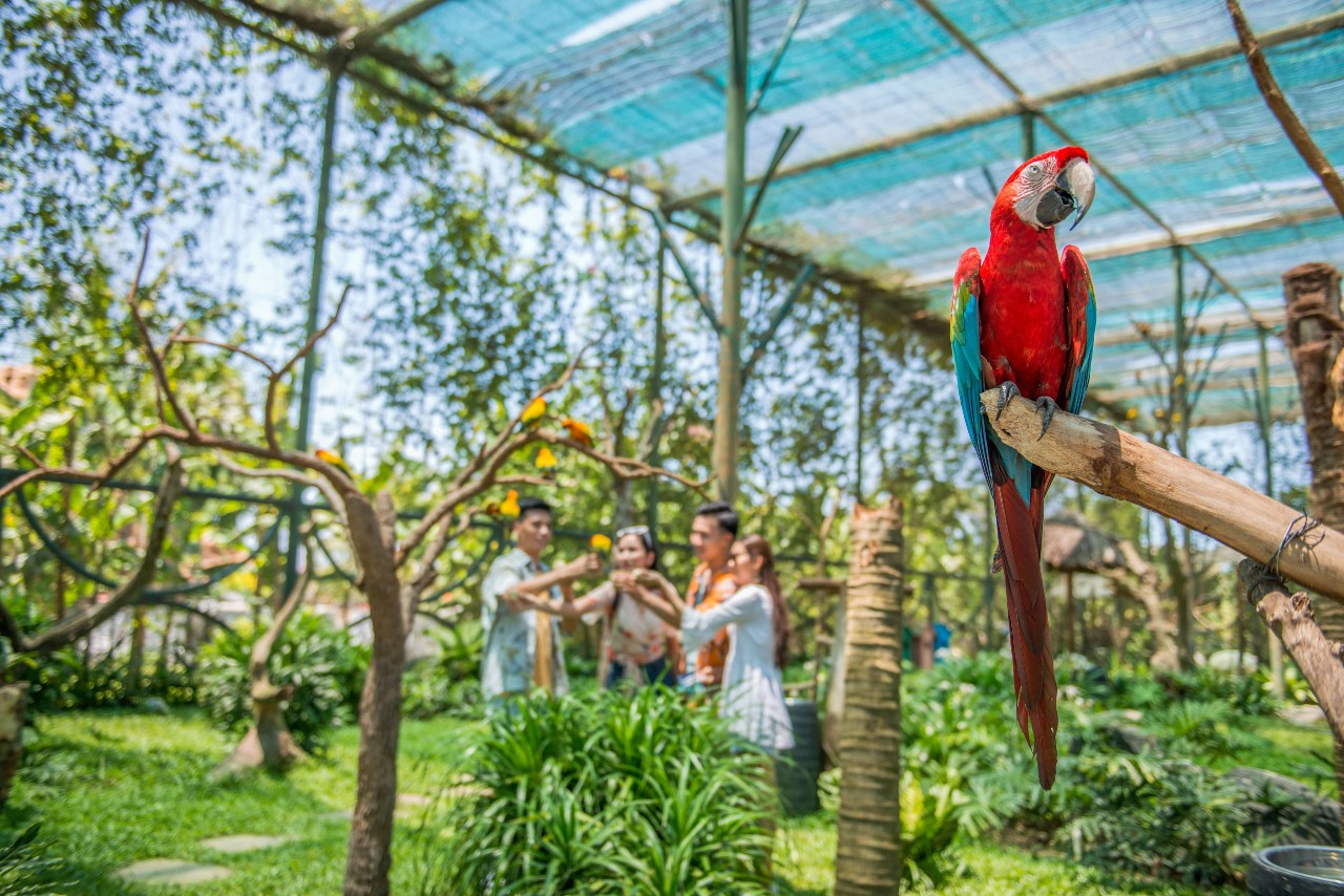 chim River Safari Nam Hội An là nơi cư trú của nhiều loài chim quý hiếm