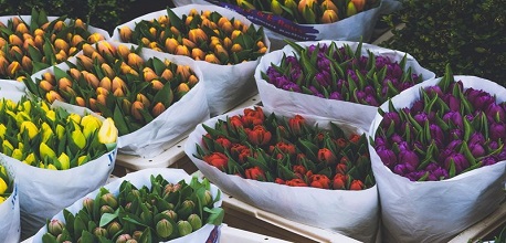 Top 12+ chợ hoa Sài Gòn rực rỡ sắc màu, check in siêu xinh