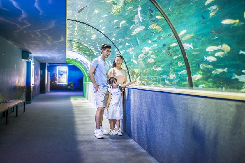 Khám phá thế giới dưới lòng đại dương tại thủy cung Vinpearl Aquarium
