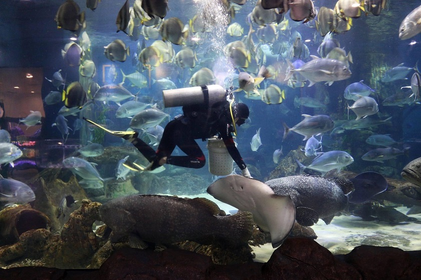 Chương trình cho cá ăn tại thủy cung Vinpearl Aquarium