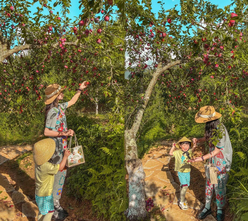 Chụp ảnh tại vườn mận