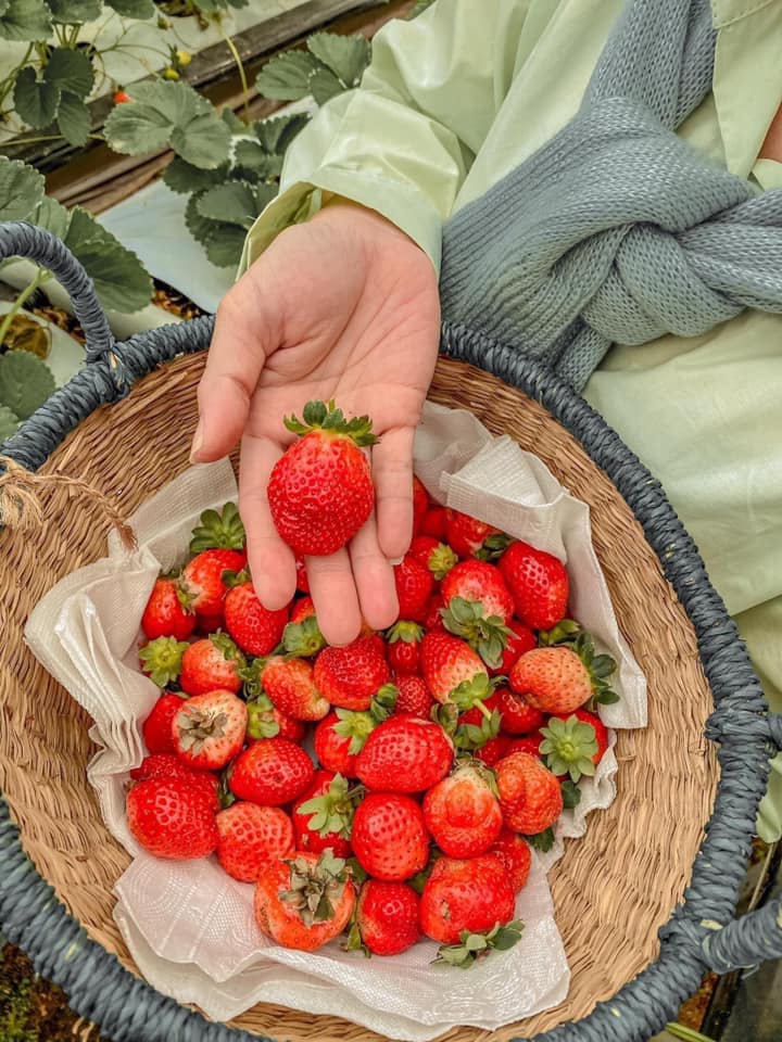 Trải nghiệm thu hoạch dâu tây Đà Lạt