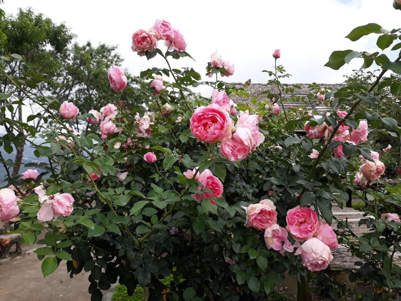 Đặc điểm của hoa hồng cổ Sa Pa