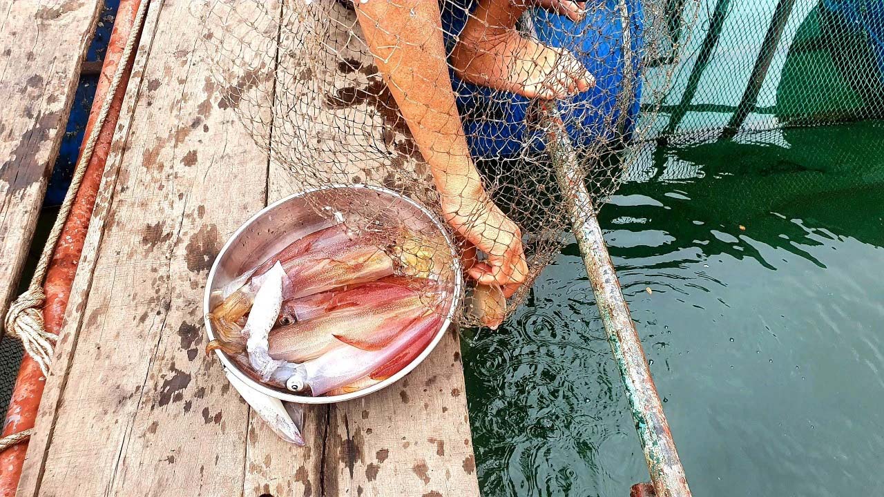 Mực nhảy Vũng Áng Đặc điểm mực nhảy Vũng Áng