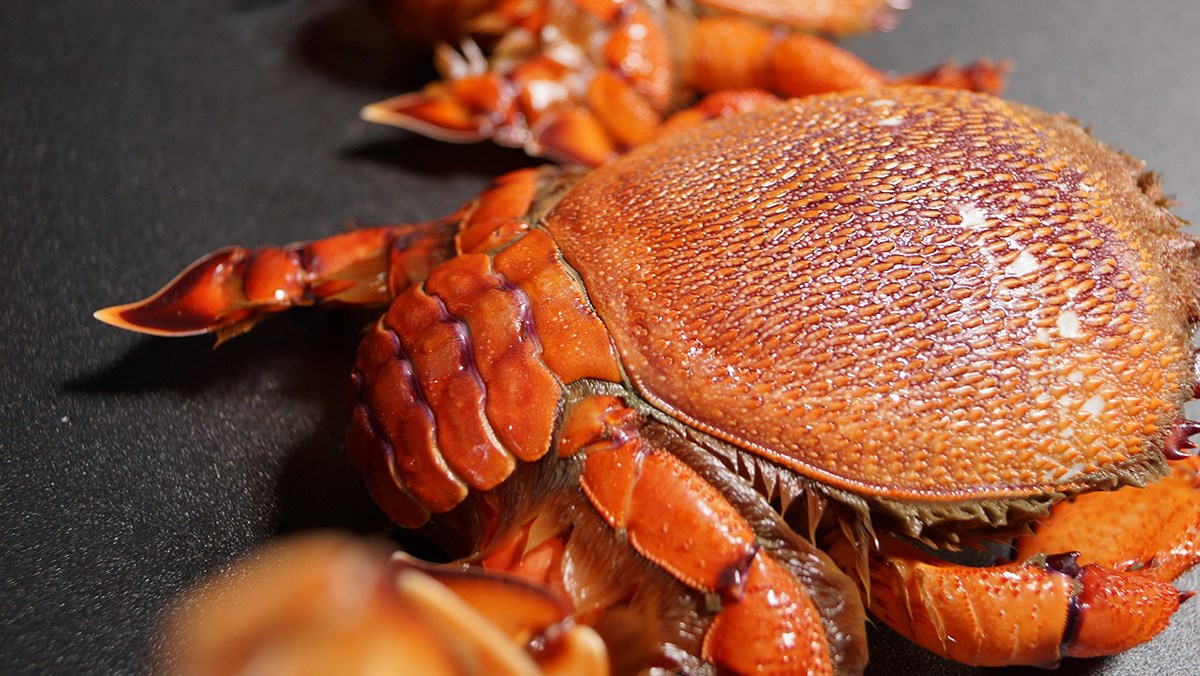 Cua huỳnh đế Tam Quan có thịt săn chắc, thơm ngọt