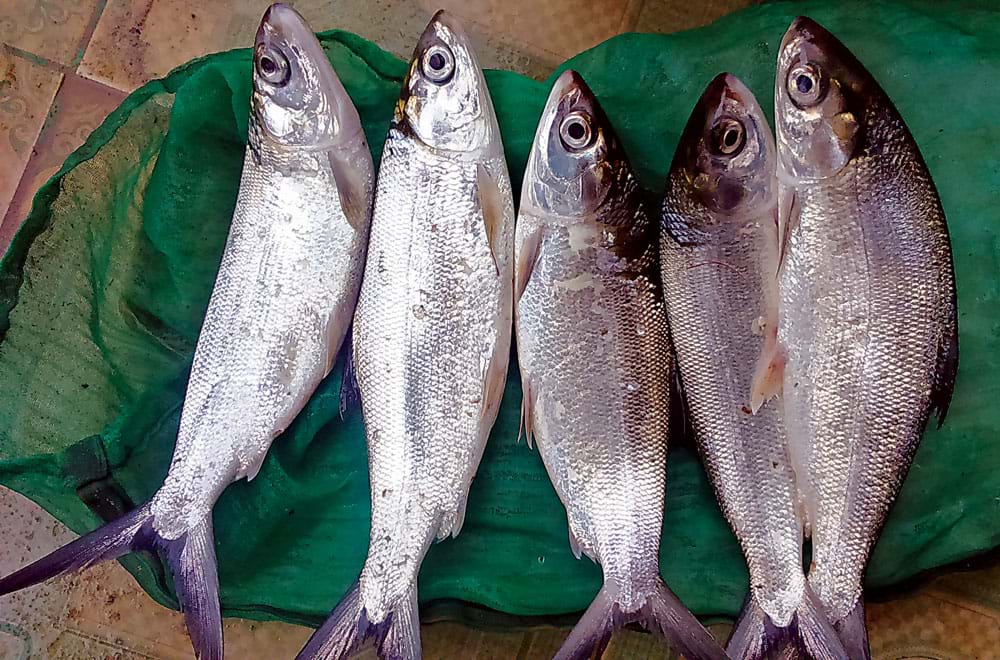 Cá chua có thịt ngọt, thơm và dễ chế biến thành nhiều món ăn đặc sắc