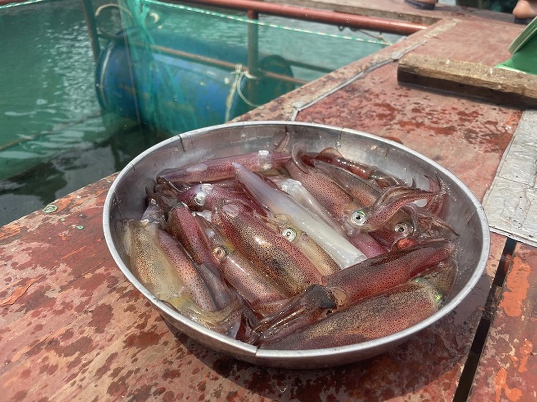 Mực nhảy Vũng Áng Đặc sản mực nhảy Vũng Áng