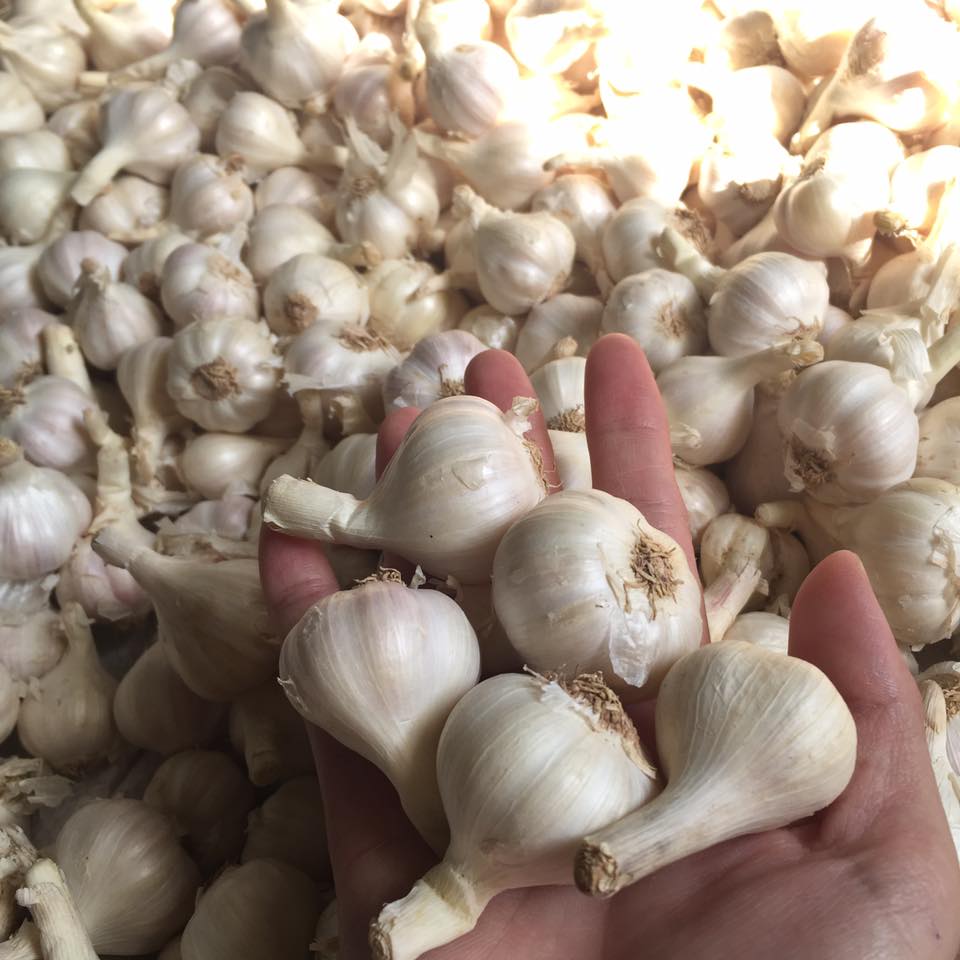 Tỏi Lý Sơn là đặc sản Quảng Ngãi nức danh cả nước