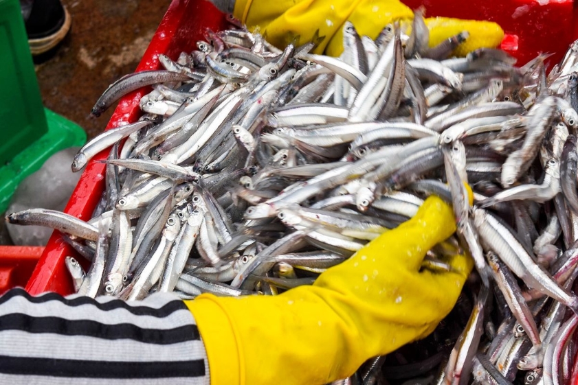 Cá cơm Quảng Ngãi có thể chế biến thành nhiều món ăn khác nhau 