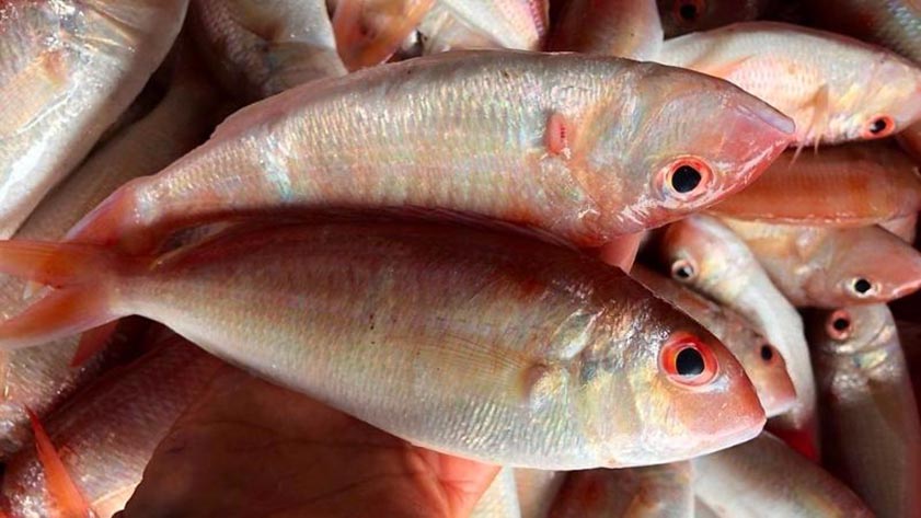 Đặc sản Rạch Giá Cá hường có thịt dai, thơm béo, được chế biến thành nhiều món ngon